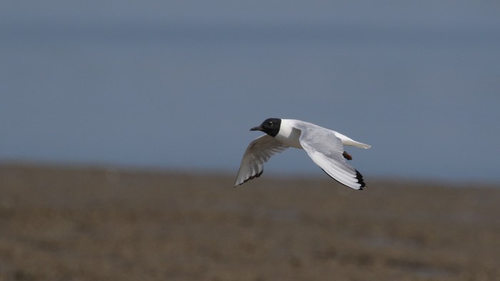 Bonaparte's Gull