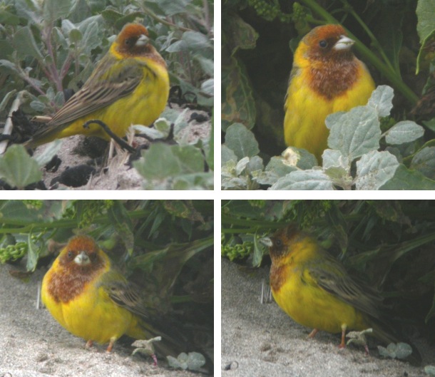 Red-headed Bunting