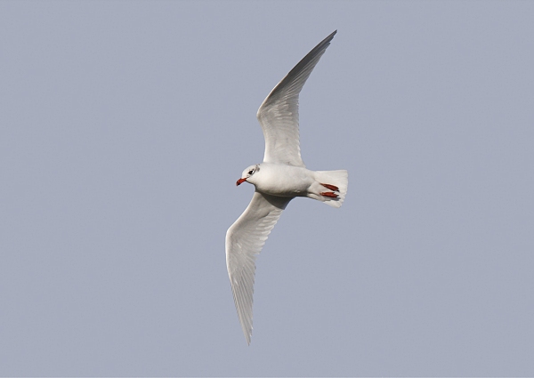 Mediterranean Gull
