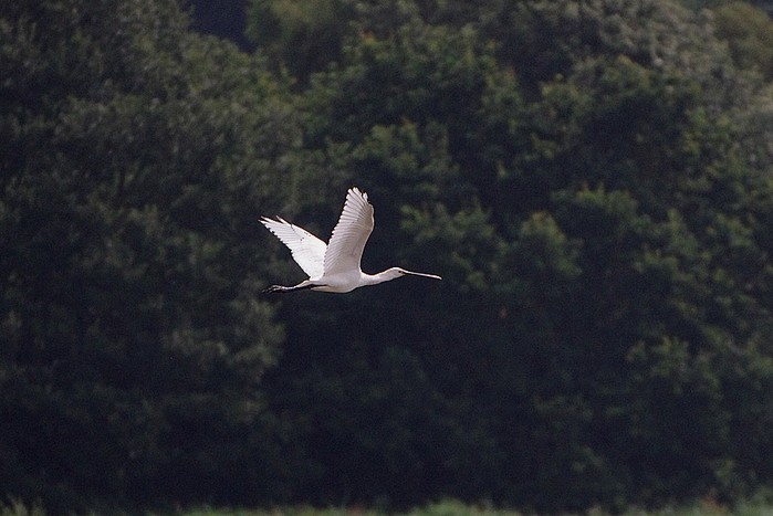 Spoonbill