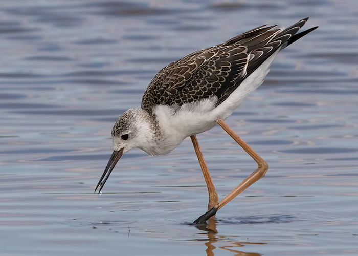 Black-winged Stilt
