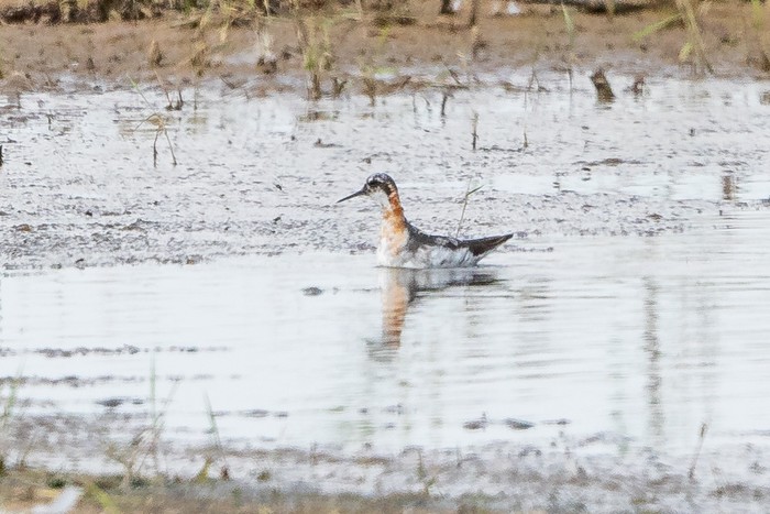 Red-necked Phalarope