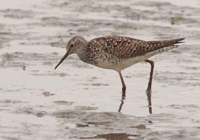 Lesser Yellowlegs