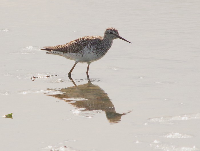 Lesser Yellowlegs