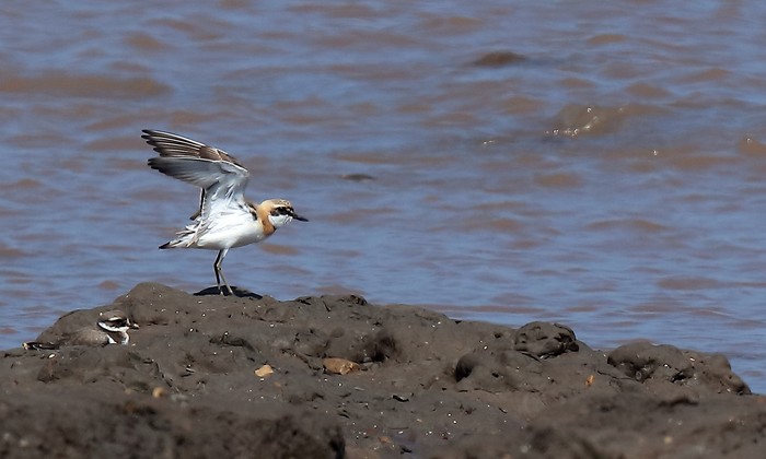 Greater Sand Plover