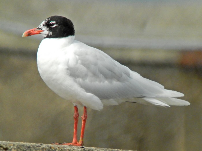 Mediterranean Gull