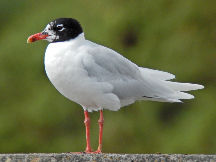 Mediterranean Gull