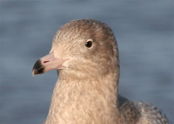 Glaucous Gull
