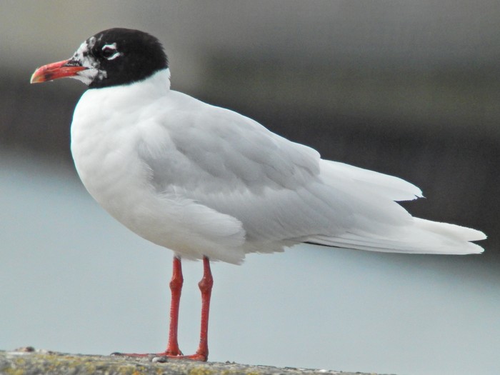 Mediterranean Gull