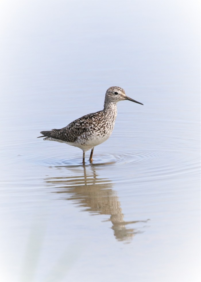Lesser Yellowlegs