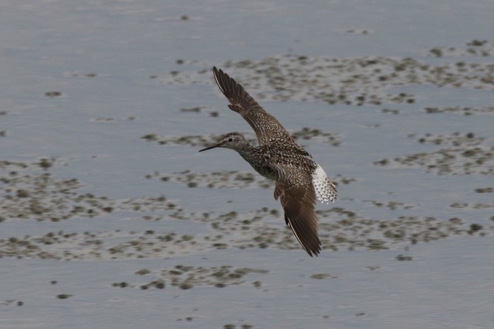 Lesser Yellowlegs