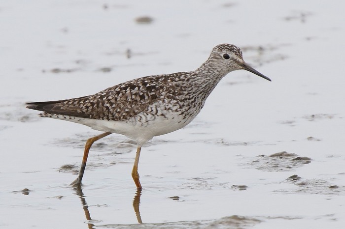 Lesser Yellowlegs