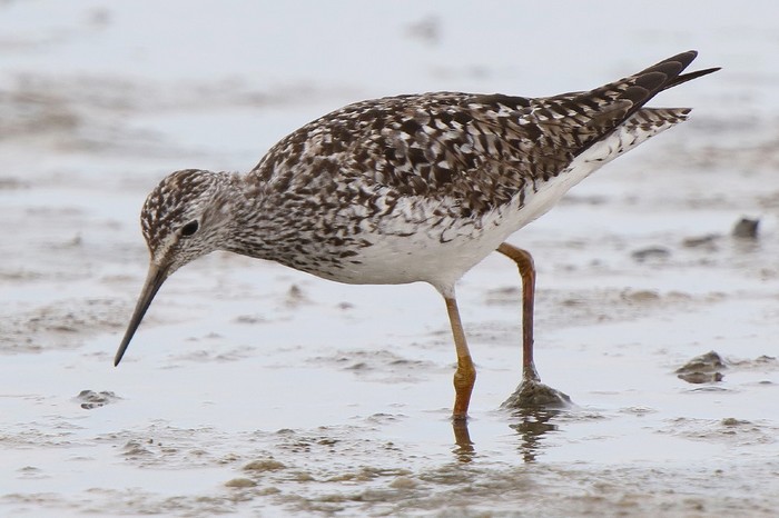 Lesser Yellowlegs