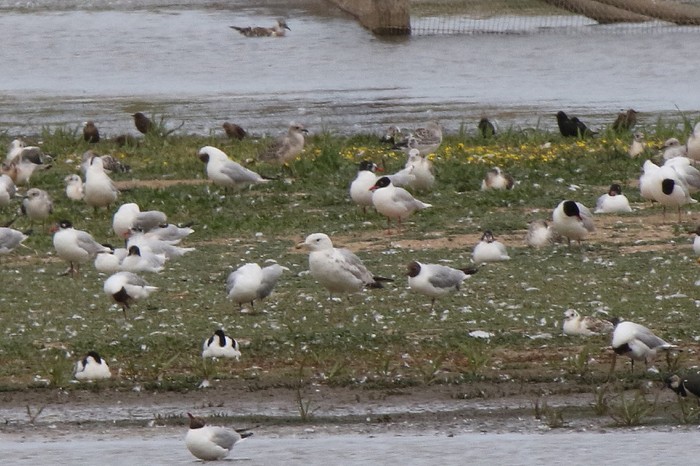 Caspian Gull