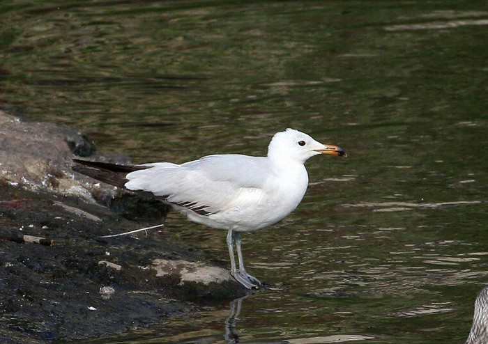 Audouin's Gull