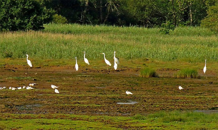 Great White Egret