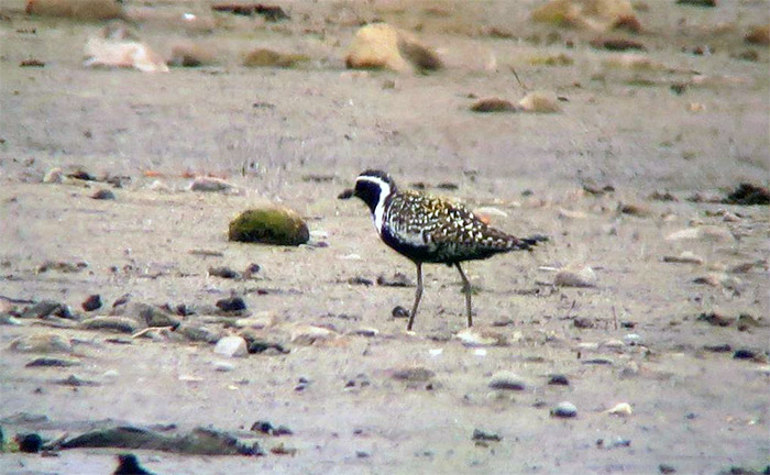 Pacific Golden Plover