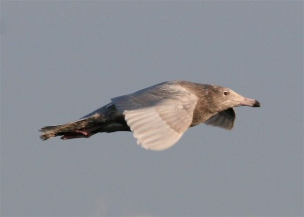 Glaucous Gull