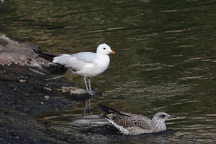 Audouin's Gull