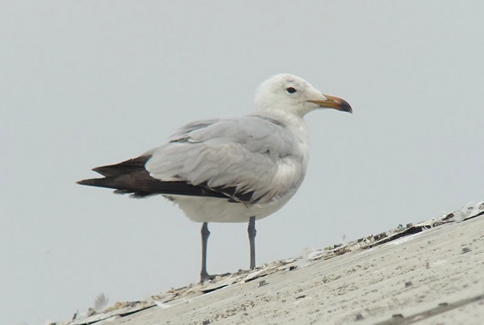 Audouin's Gull