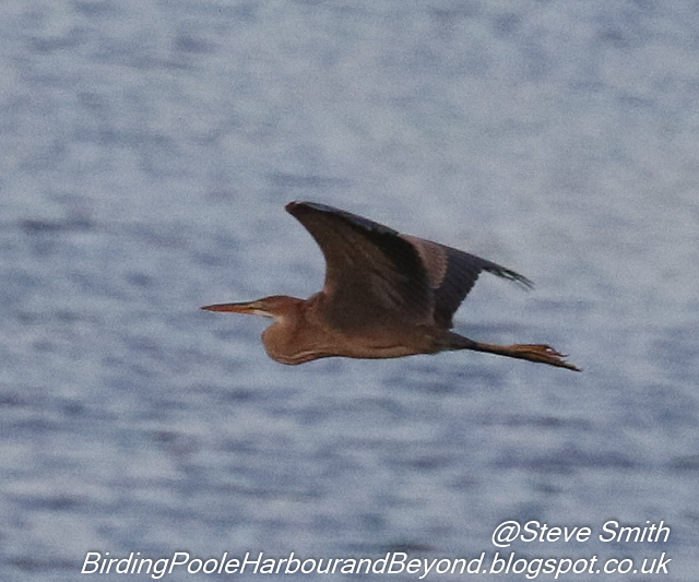 Purple Heron