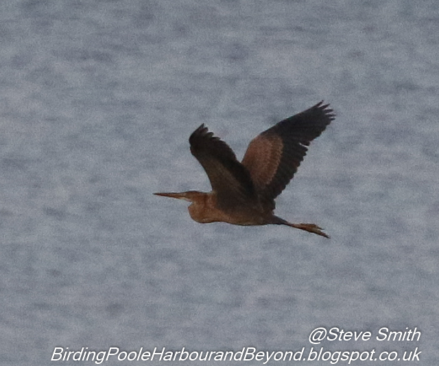 Purple Heron
