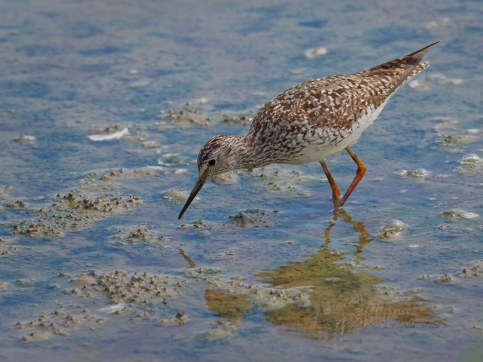 Lesser Yellowlegs