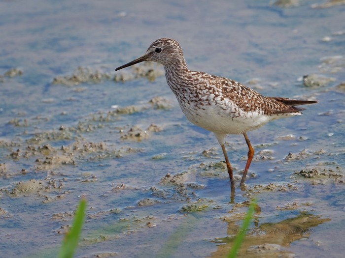 Lesser Yellowlegs