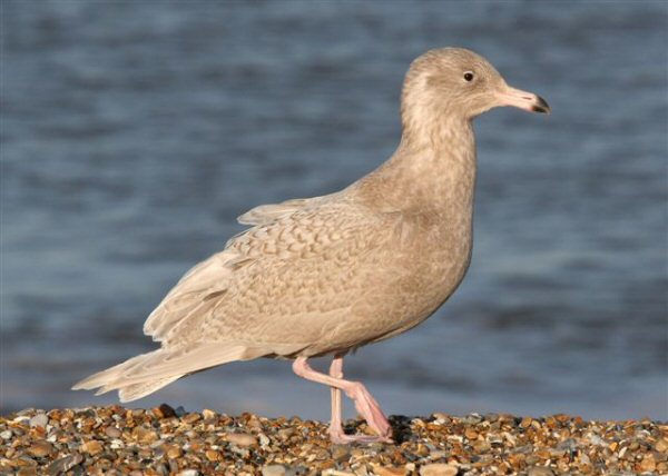 Glaucous Gull