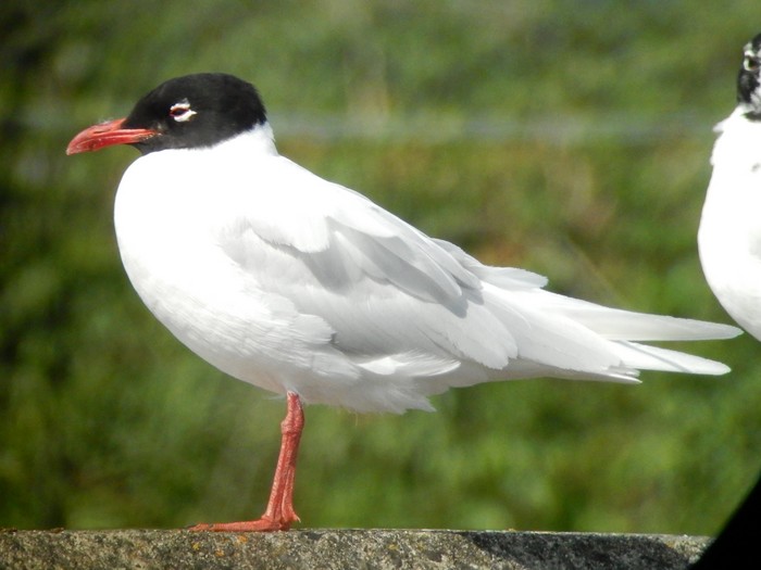 Mediterranean Gull