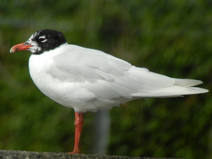 Mediterranean Gull