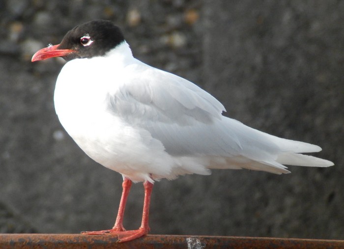 Mediterranean Gull