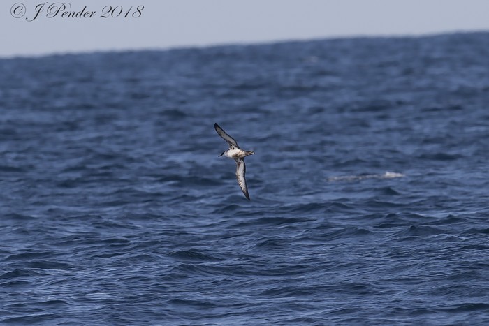 Great Shearwater