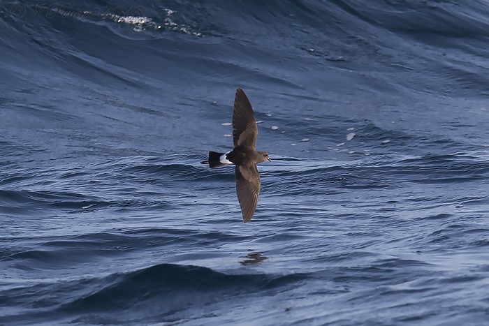 Wilson's Petrel