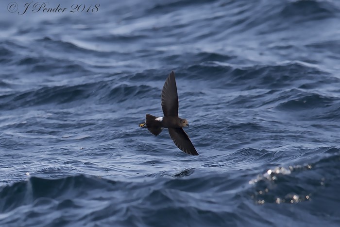 Wilson's Petrel
