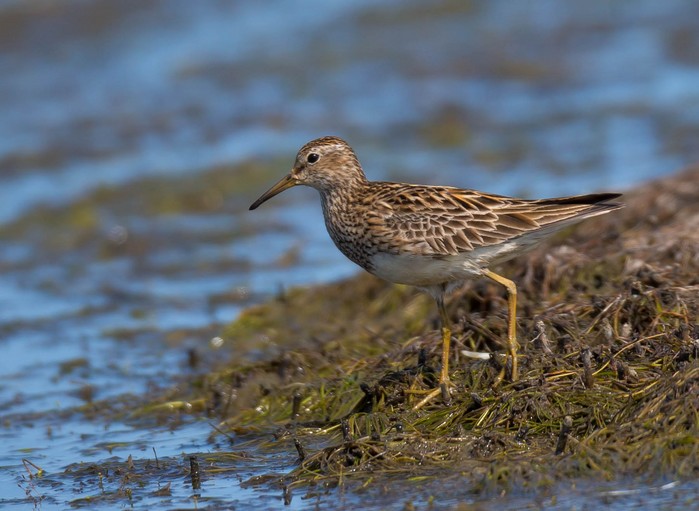 Pectoral Sandpiper