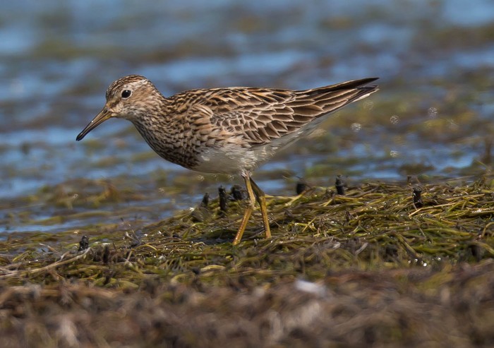 Pectoral Sandpiper