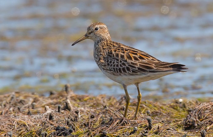 Pectoral Sandpiper
