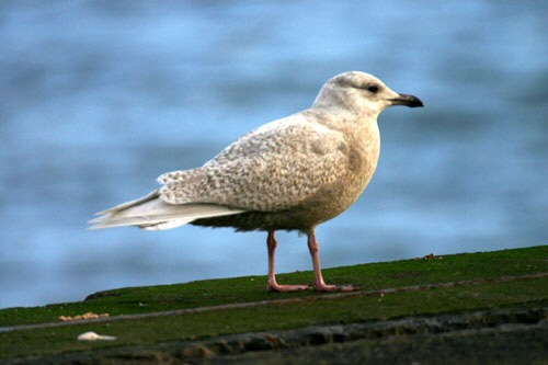 Iceland Gull