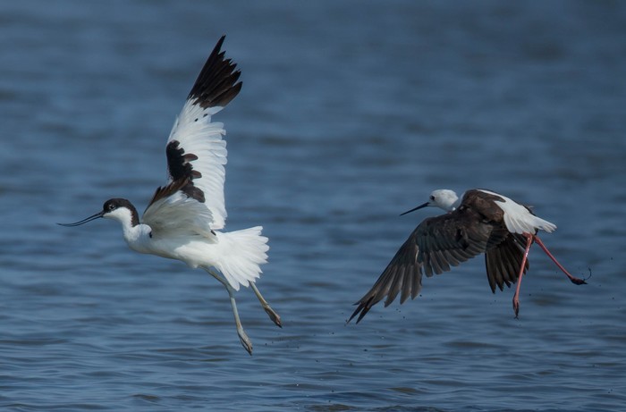 Black-winged Stilt