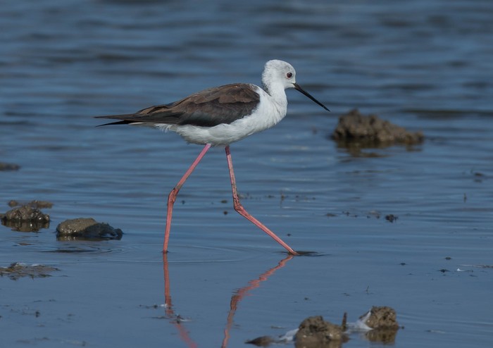 Black-winged Stilt
