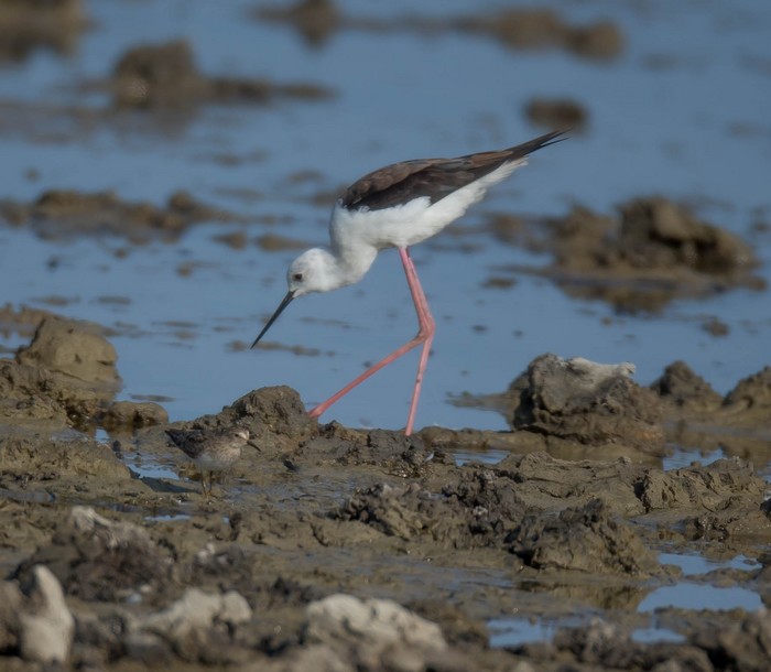 Black-winged Stilt