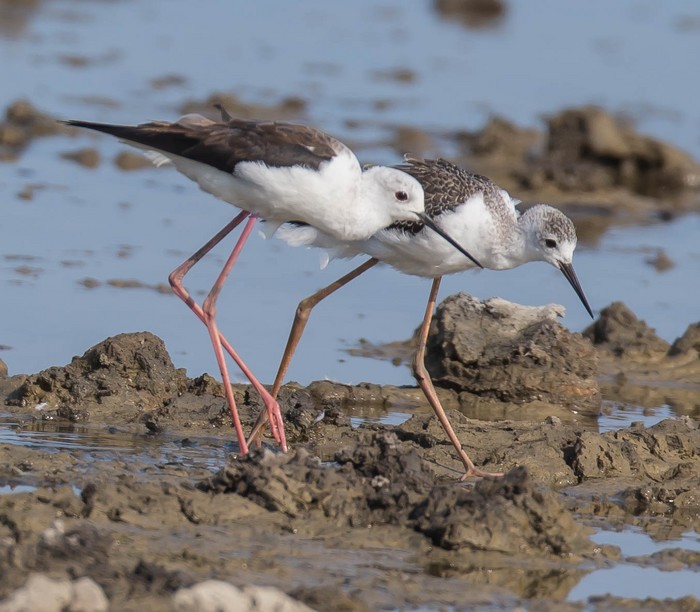 Black-winged Stilt