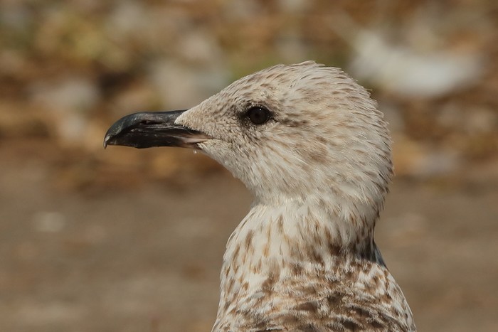 Herring Gull