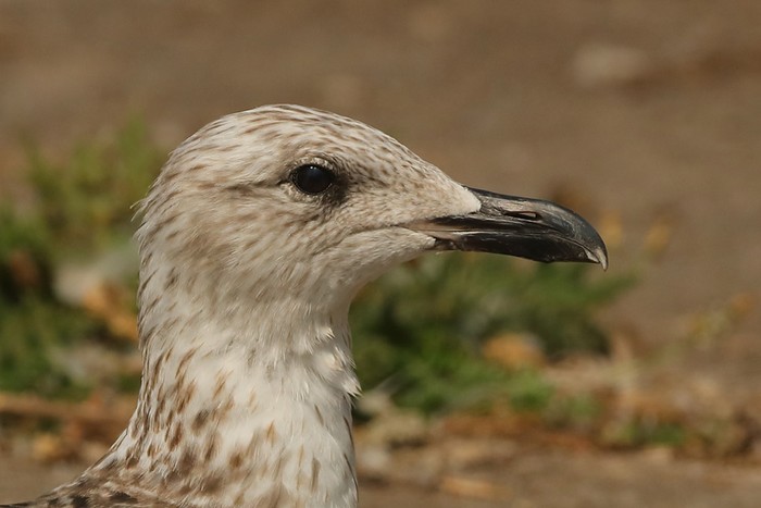 Lesser Black-backed Gull