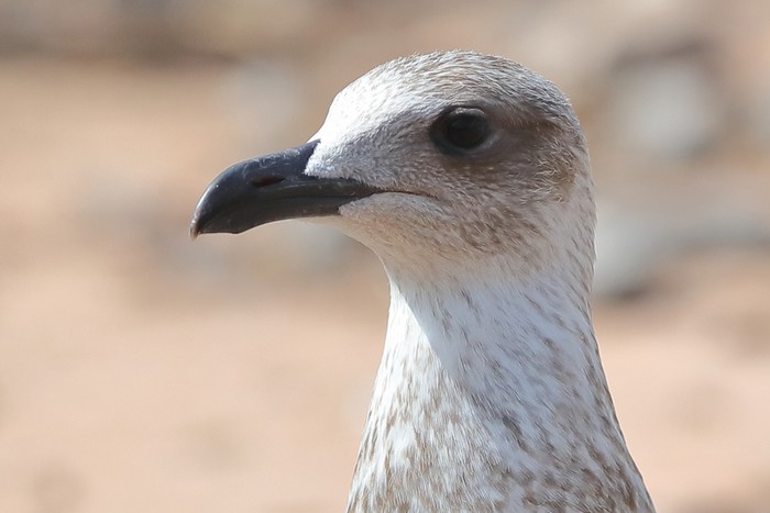 Yellow-legged Gull