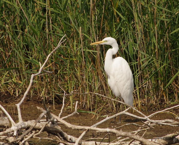 Great White Egret