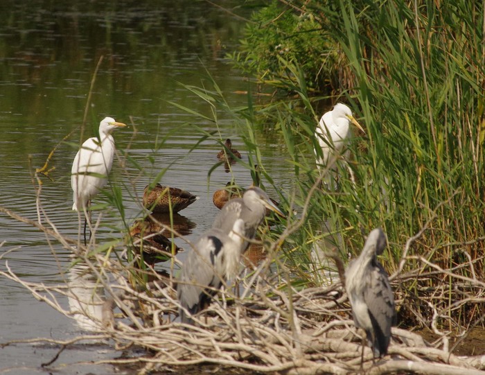 Great White Egret