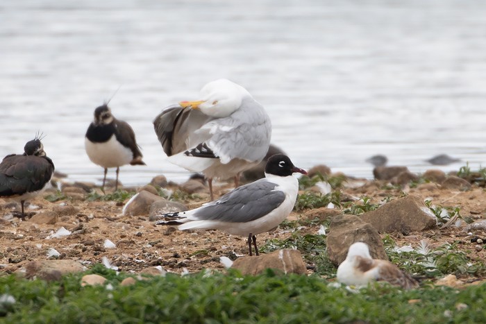 Franklin's Gull