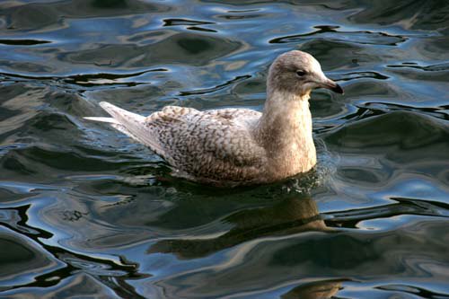 Iceland Gull